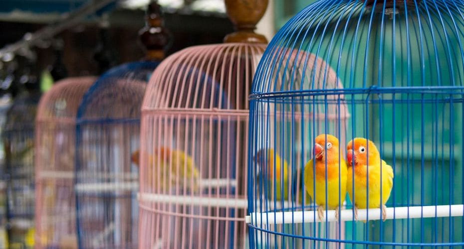 Советы по выбору клетки для птиц Советы по выбору клетки для птиц